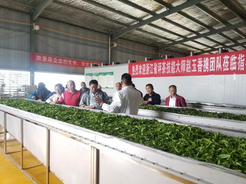 惠水县农业农村局组织开展 学习茶知识,体验茶文化 主题党日活动